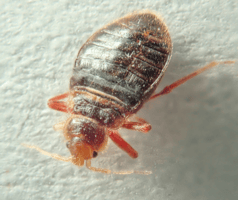 bed bug nyc business