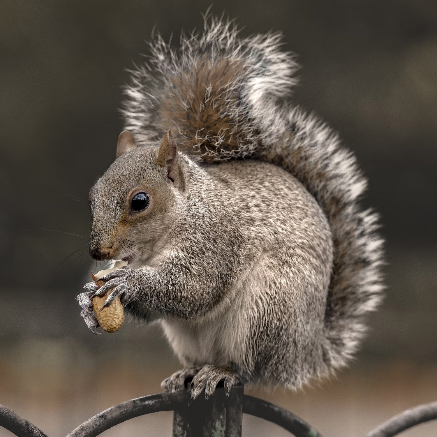 RJM-Squirrel RJM-Squirrel